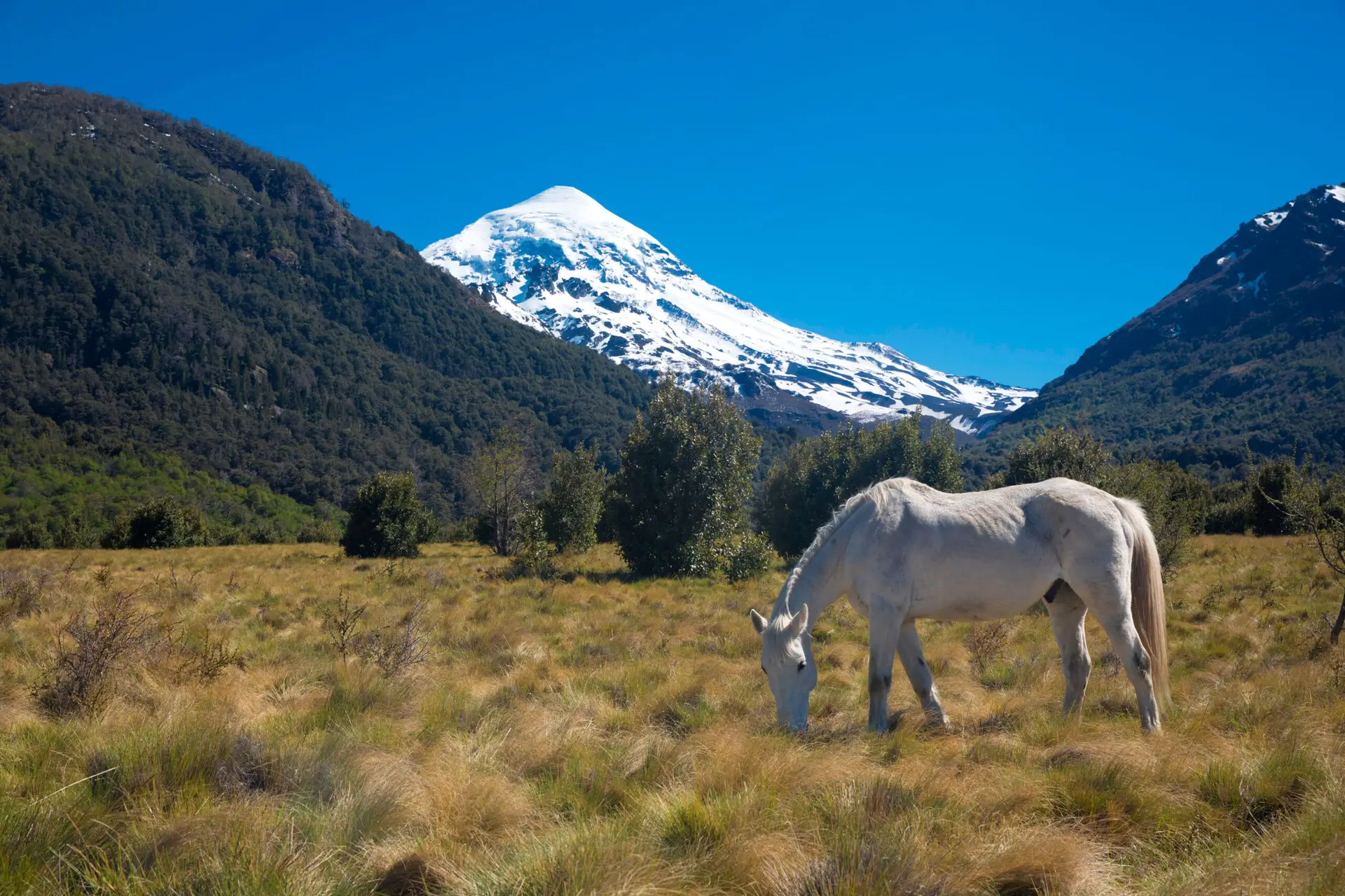Caballo pastando en el paisaje natural del Parque Nacional Lanín en San Martín de los Andes
